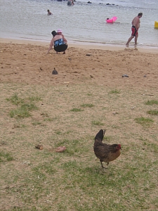 0420 chiken.jpg